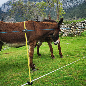 casas rurales con mascotas en el pirineo aragones